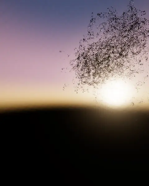 Murmuration, a scene in Everdust
